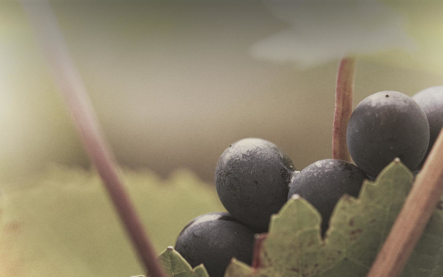 Domaine Michel Briday